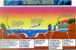 ecosystem