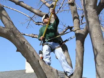 lc_treecare