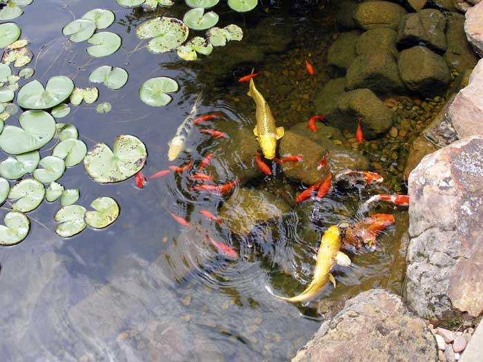 Ponds & Water Gardens